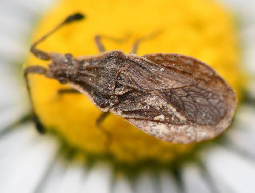 Réf. 279 835 : Spathocera lobata